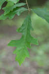 Overcup oak